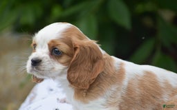 Cockalier dogs for sale: Rosa - Image 6