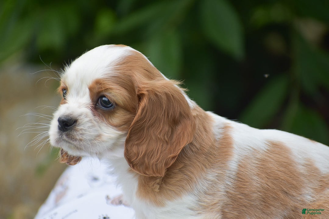 Cockalier dogs for sale: Rosa - Image 6