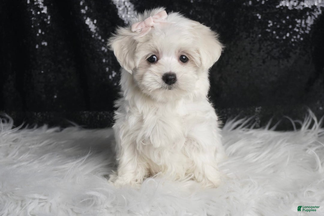 Maltese dogs for sale: Bunny - Image 3