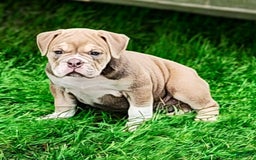 English Bulldog dogs for sale: Venus - Image 8