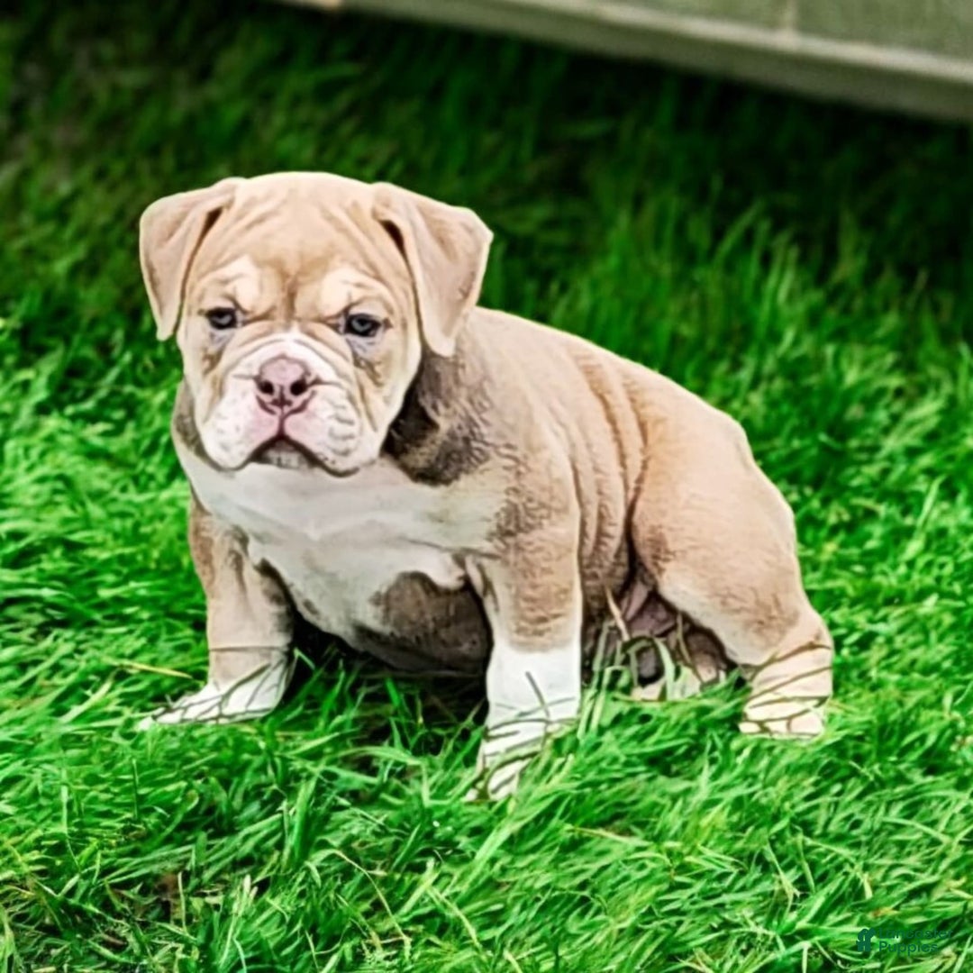 English Bulldog dogs for sale: Venus - Image 8