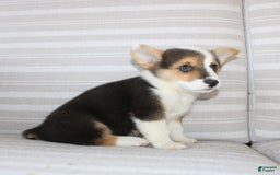 Welsh Corgi Pembroke dogs for sale: Leo - Image 10