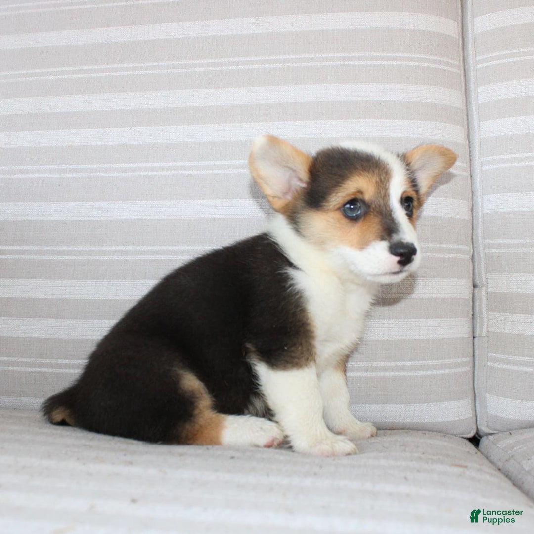 Welsh Corgi Pembroke dogs for sale: Leo - Image 10
