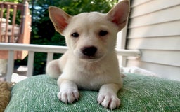 Shiba Inu dogs for sale: Pinky - Image 4