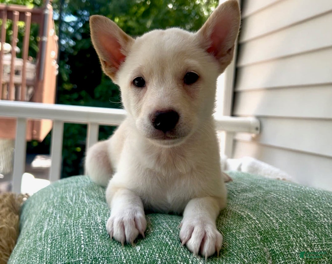 Shiba Inu dogs for sale: Pinky - Image 4