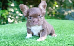 French Bulldog dogs for sale: Rojo Lady - Image 1