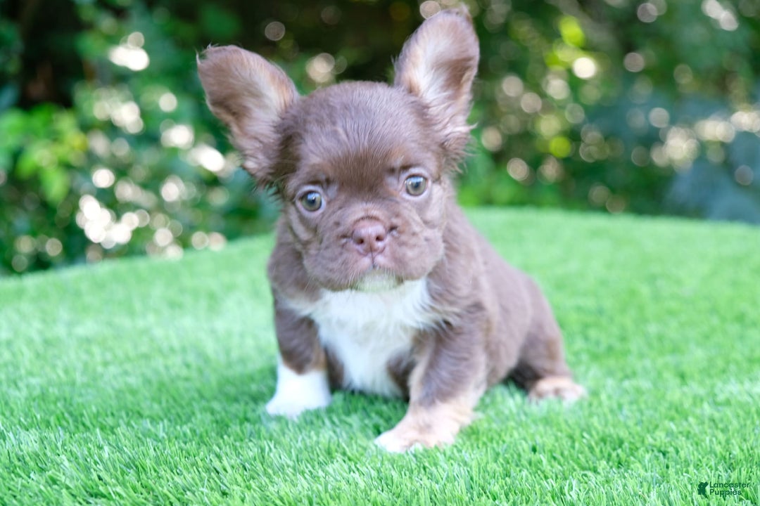 French Bulldog dogs for sale: Rojo Lady - Image 1