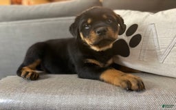 Rottweiler dogs for sale: Tinkerbelle - Image 3