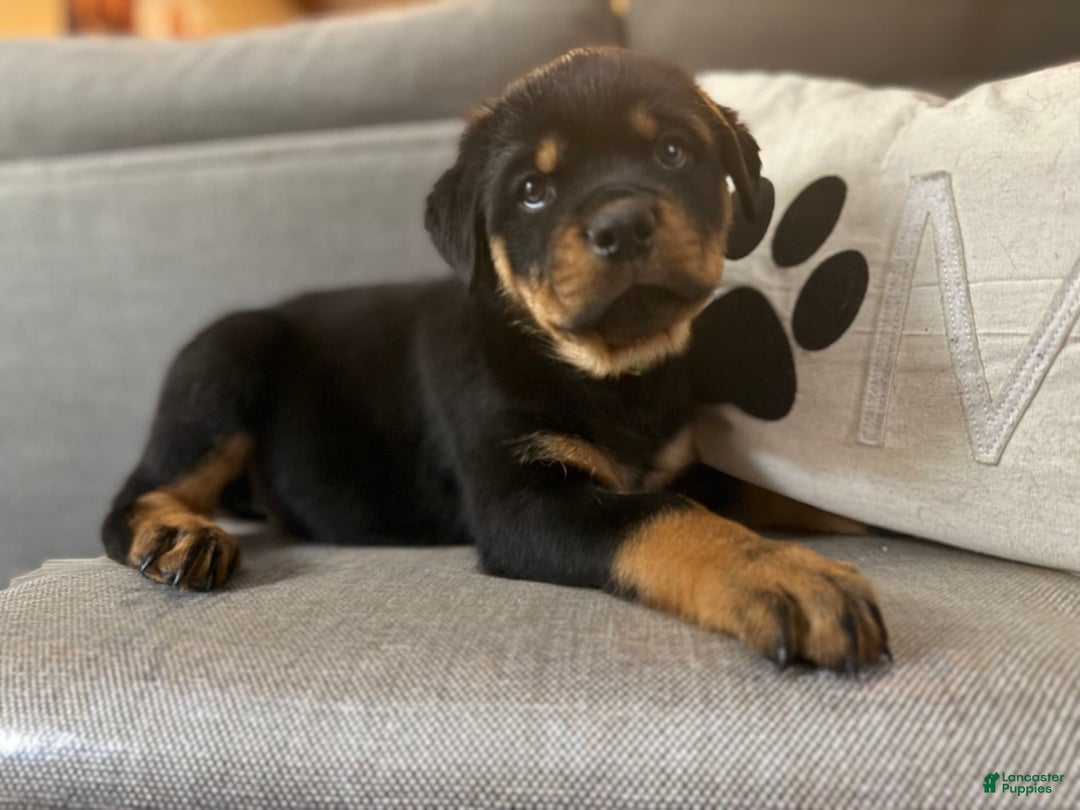 Rottweiler dogs for sale: Tinkerbelle - Image 3