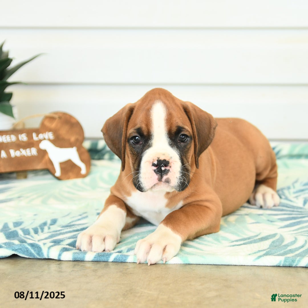 Boxer dogs for sale: Justin - Image 5