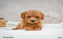 Bichpoo dogs for sale: Devon - Image 6