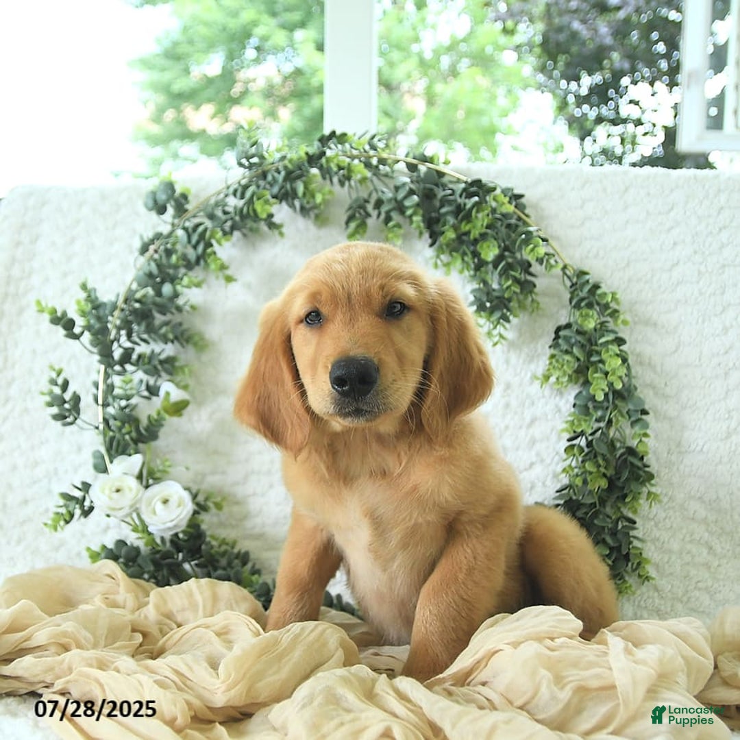 Golden Retriever dogs for sale: Adam - Image 11