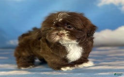 Shih Tzu dogs for sale: Snickers Aca - Image 2