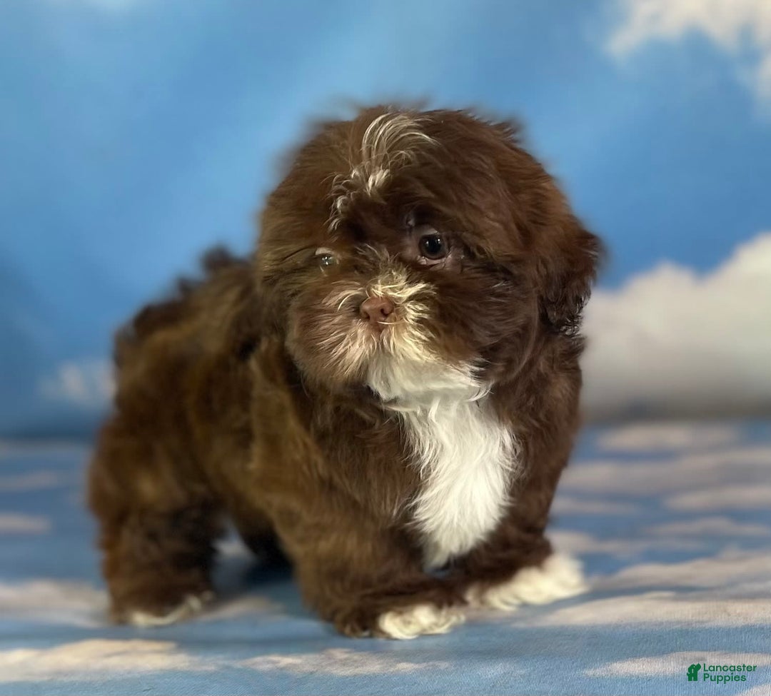 Shih Tzu dogs for sale: Snickers Aca - Image 2