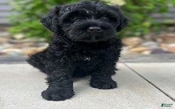 Portuguese Water Dog dogs for sale: Jase - Image 2