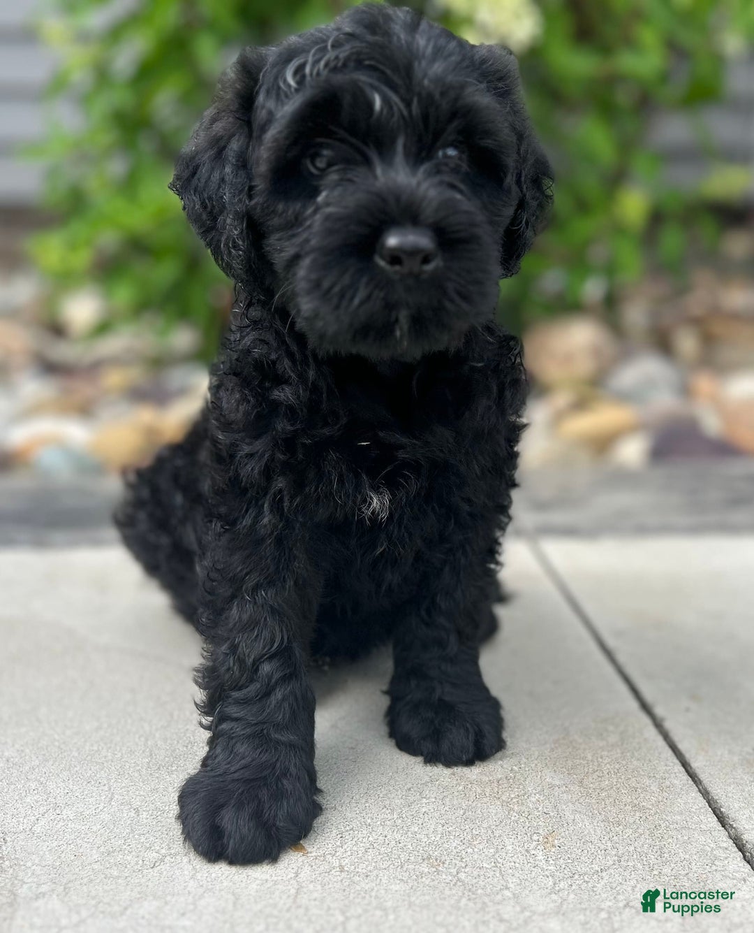 Portuguese Water Dog dogs for sale: Jase - Image 2