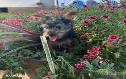 Yorkshire Terrier dogs for sale: Mellow - Image 2