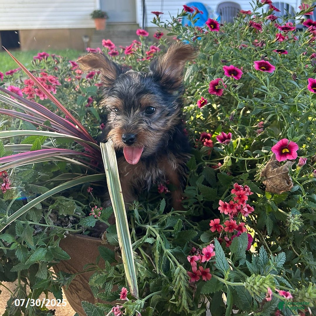 Yorkshire Terrier dogs for sale: Mellow - Image 2