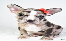 Frenchton dogs for sale: Finley - Image 7