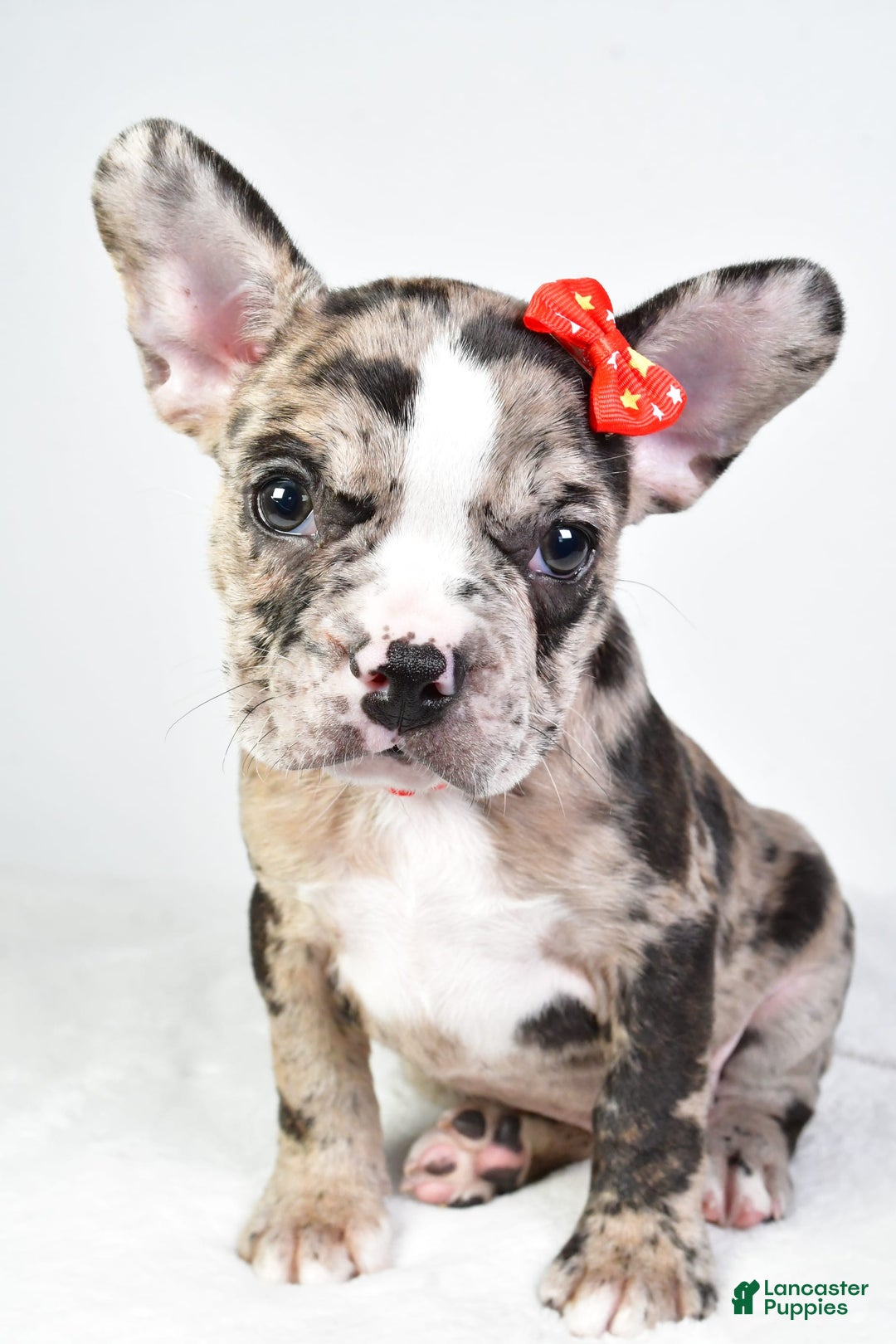 Frenchton dogs for sale: Finley - Image 7