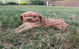 Cavapoo dogs for sale: Axel - Image 2