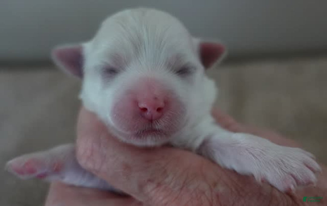 Maltese dogs for sale: Tinker - Image 4