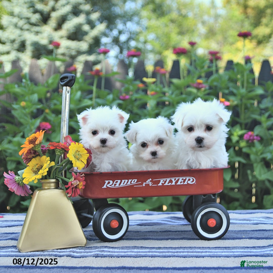Maltese dogs for sale: Bobby Extra Small - Image 3