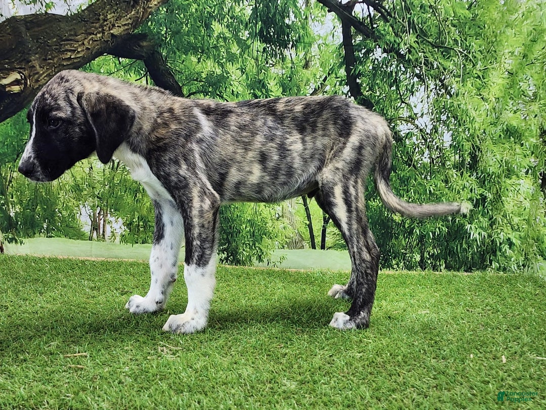 Anatolian Shepherd dogs for sale: AKC Dusty 2025 Male 6 - Image 5