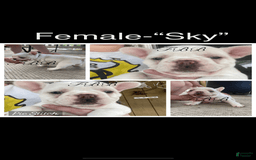 French Bulldog dogs for sale: Sky - Image 5