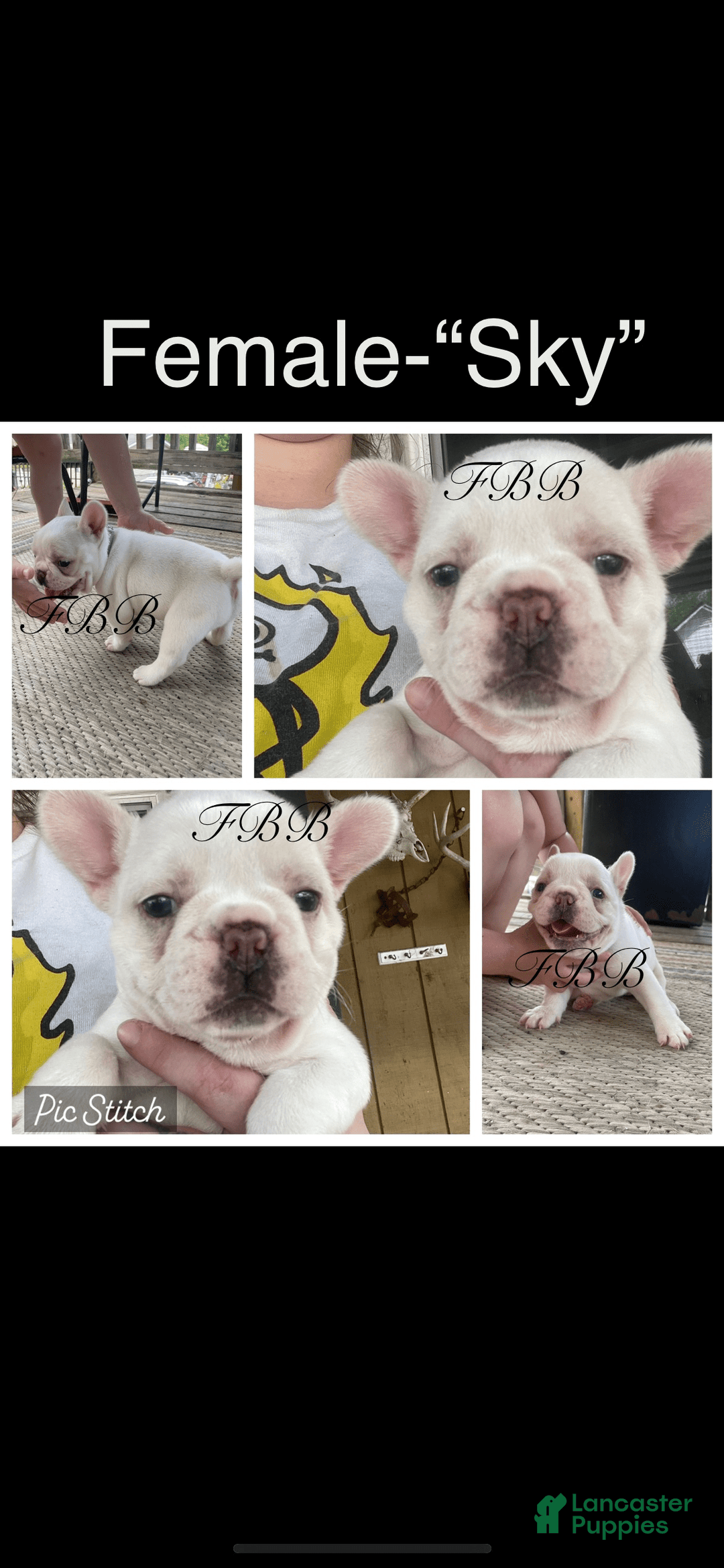 French Bulldog dogs for sale: Sky - Image 5