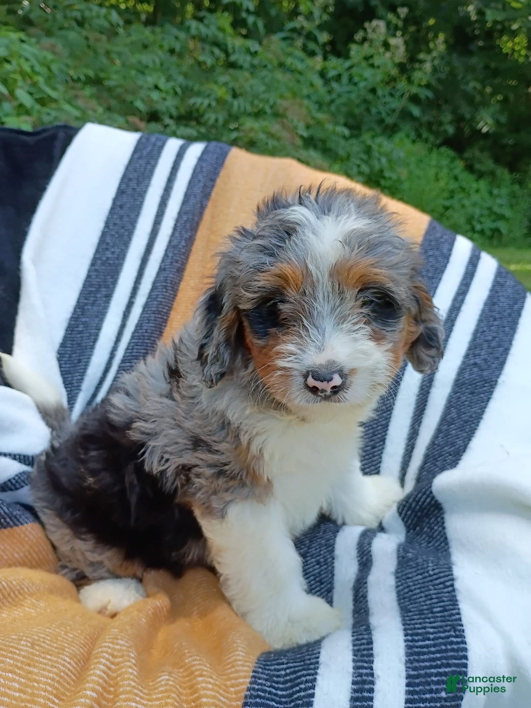 Mini Bernedoodle dogs for sale: Mini Bernedoodle 9 puppies - Image 4
