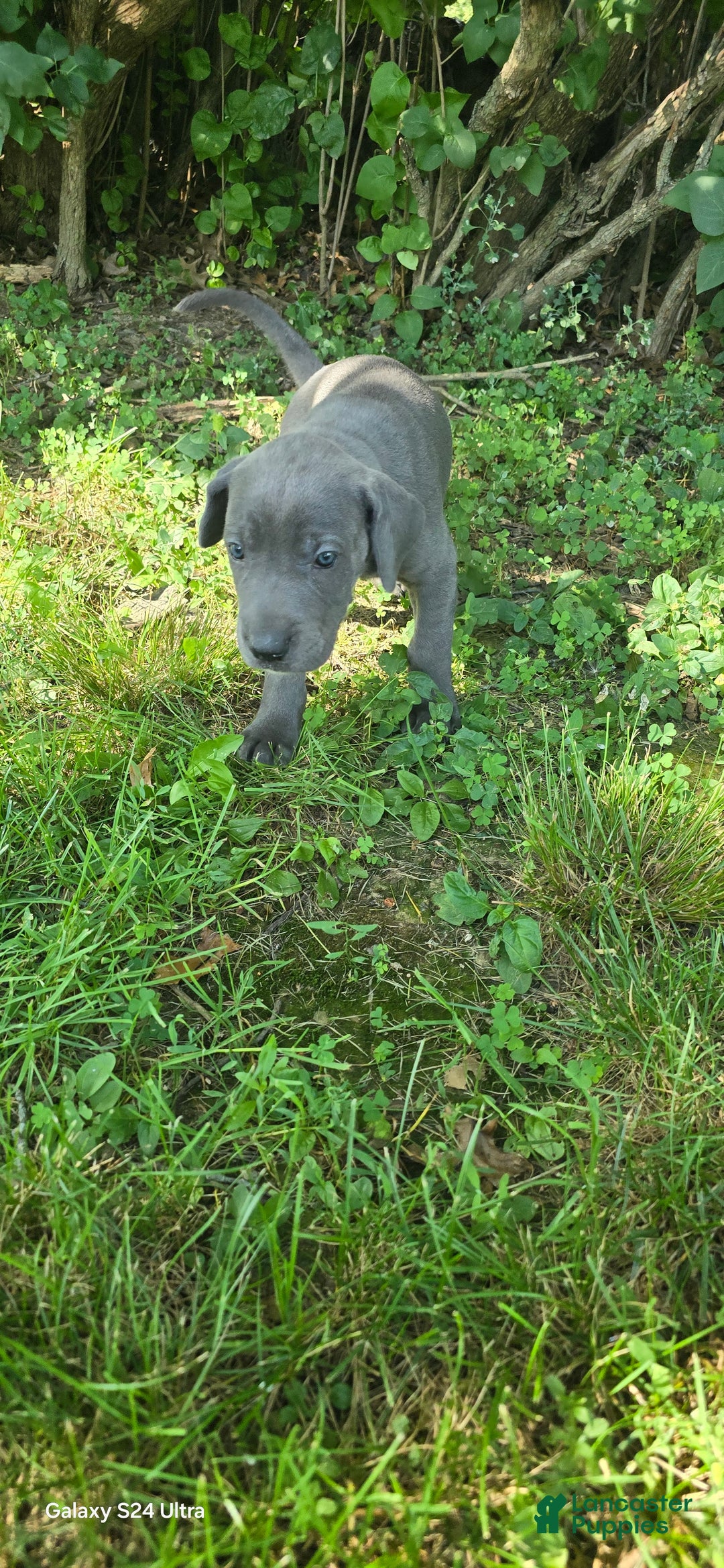 Great Dane dogs for sale: Sky - Image 23