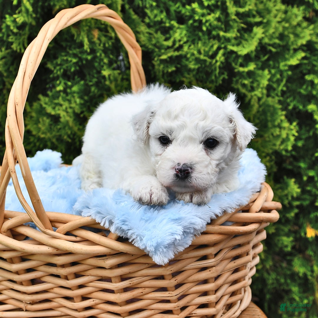 Bichon Frise dogs for sale: Alfred - Image 5