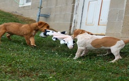 Beagle dogs for sale: Cookie - Image 19