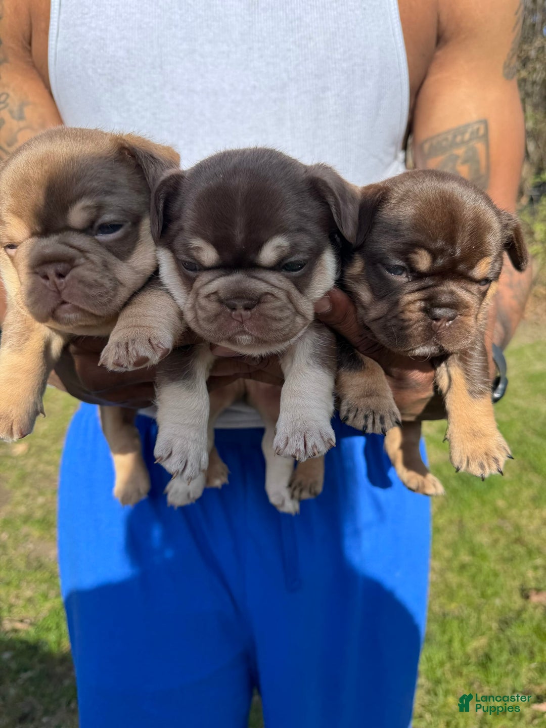 French Bulldog dogs for sale: Bahha - Image 11