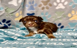 Chihuahua dogs for sale: Theodore Chocolate Lc - Image 9