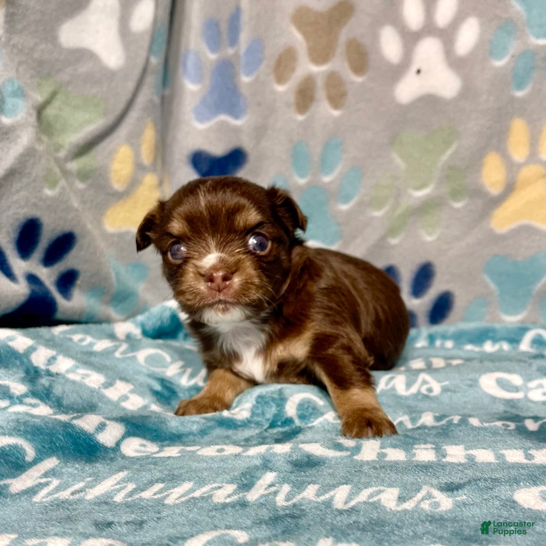 Chihuahua dogs for sale: Theodore Chocolate Lc - Image 9