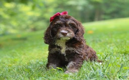 Cockapoo dogs for sale: Precious - Image 15