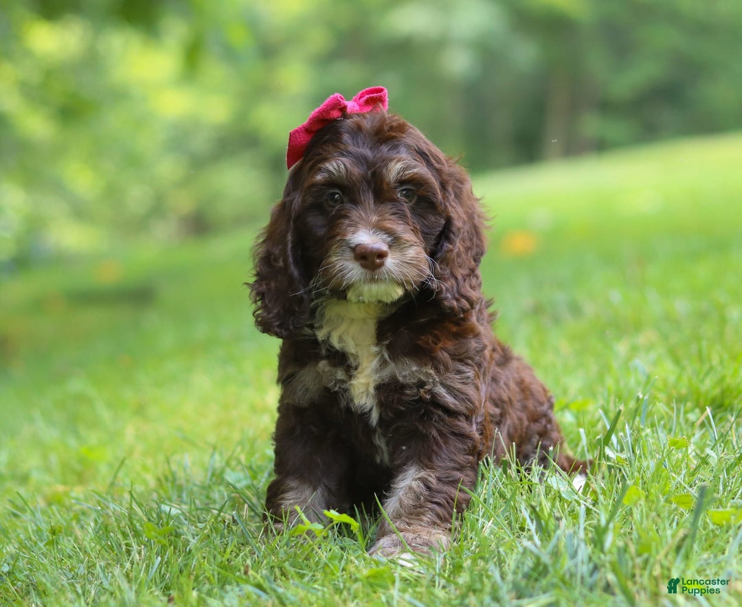 Cockapoo dogs for sale: Precious - Image 15