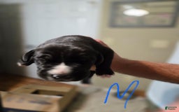 Great Dane dogs for sale: Black Male 1 - Image 1