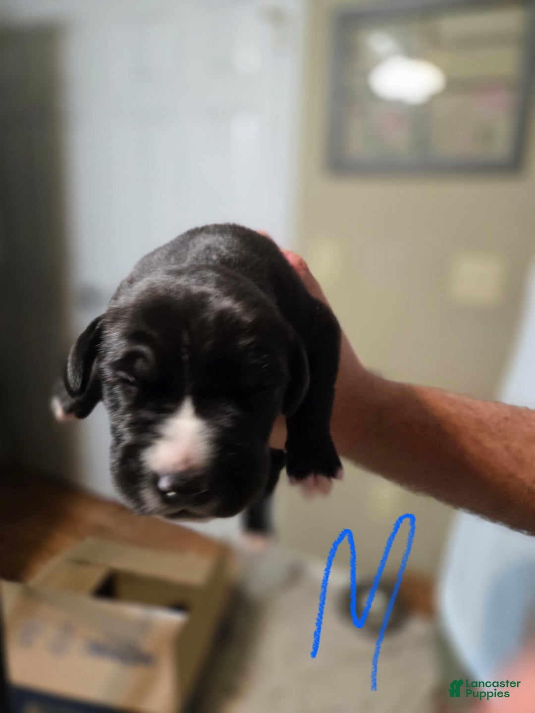 Great Dane dogs for sale: Black Male 1 - Image 1