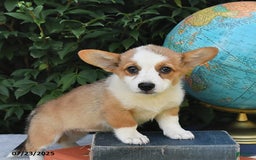 Welsh Corgi Pembroke dogs for sale: Rose - Image 16