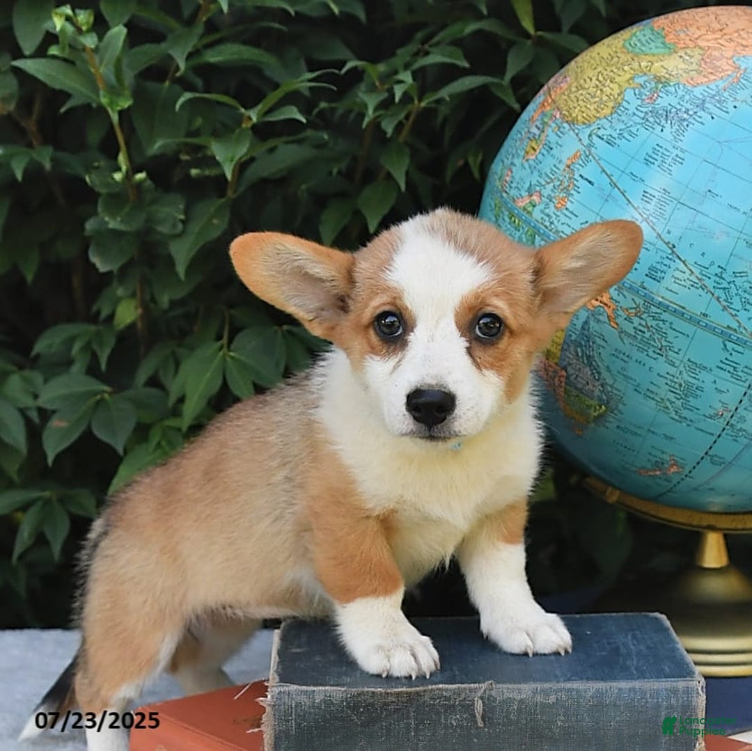 Welsh Corgi Pembroke dogs for sale: Rose - Image 16