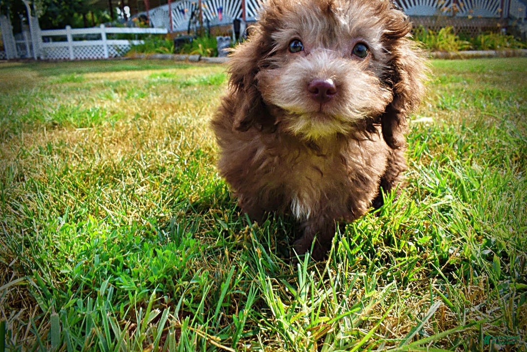 Havapoo dogs for sale: Harmony - Image 2