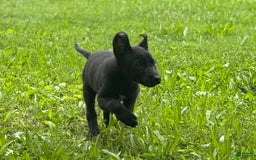 Belgian Malinois dogs for sale: Akc Certified Male 5 - Image 4