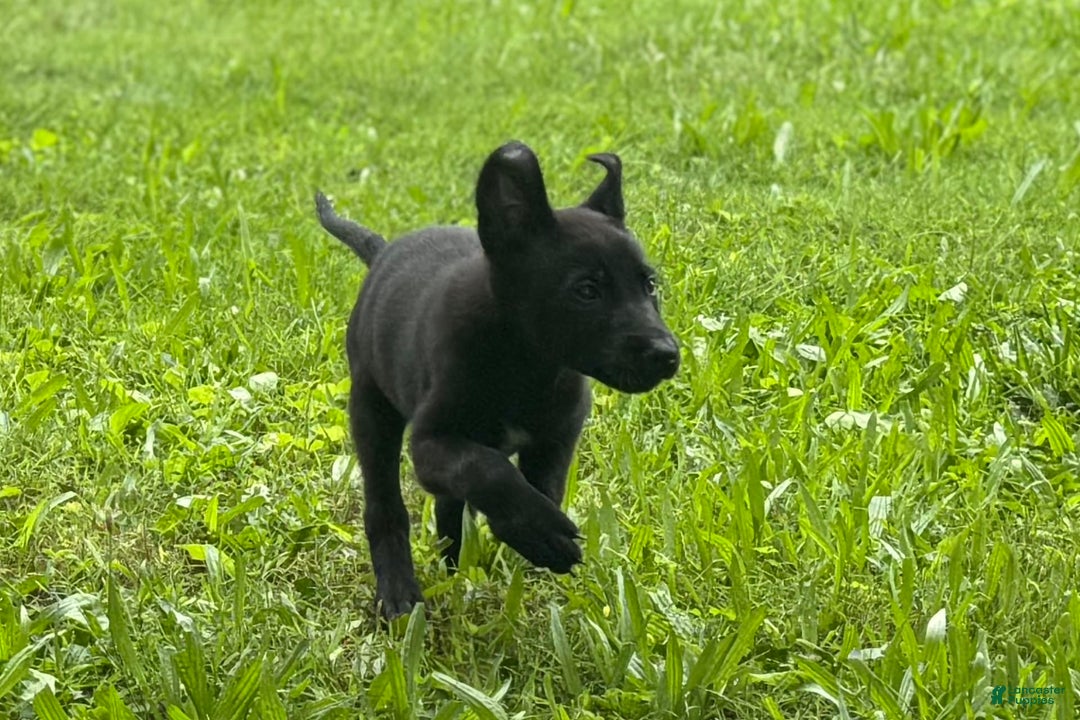 Belgian Malinois dogs for sale: Akc Certified Male 5 - Image 4