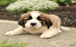 Saint Bernard dogs for sale: Casey - Image 2