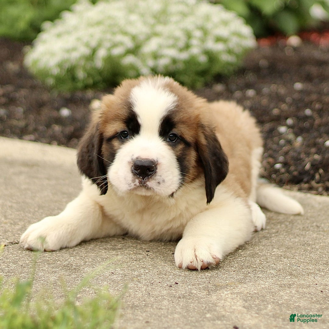 Saint Bernard dogs for sale: Casey - Image 2