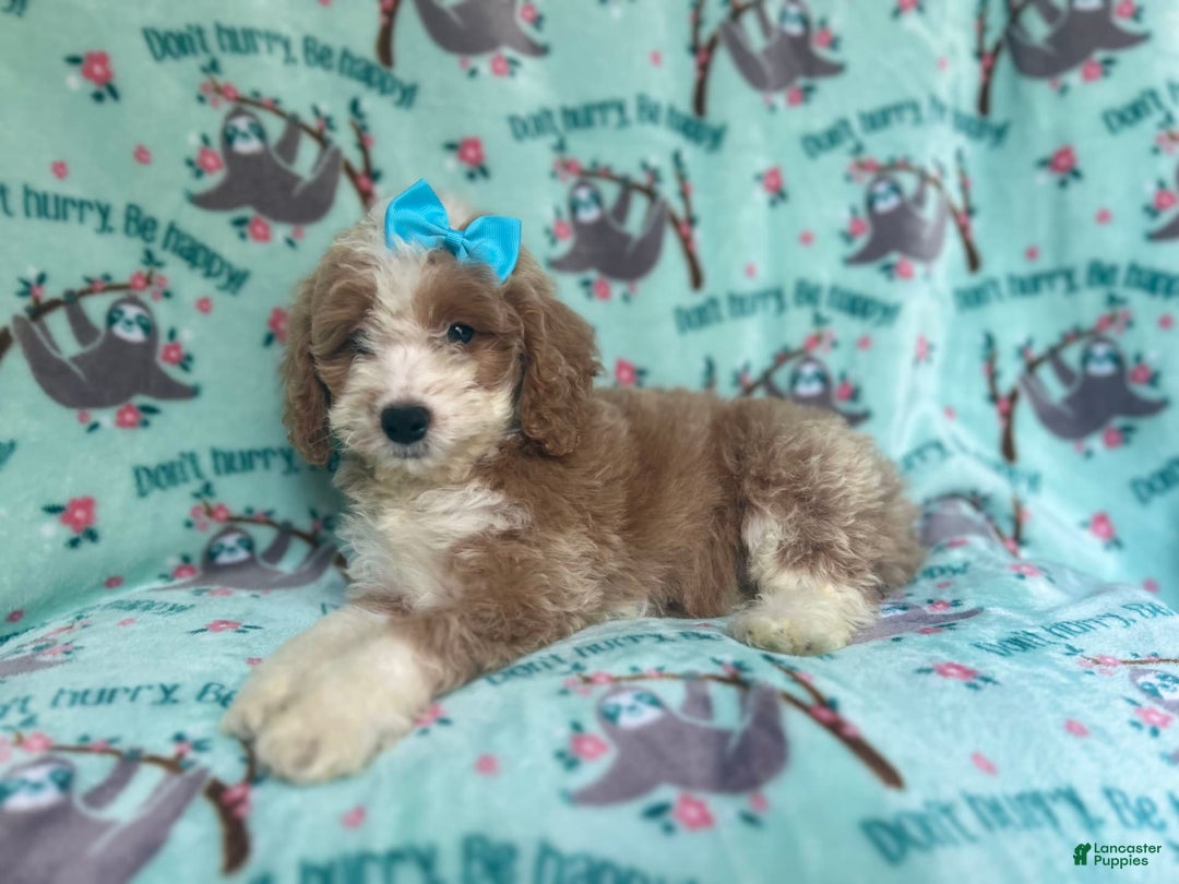 Cockapoo dogs for sale: Buttercup - Image 6