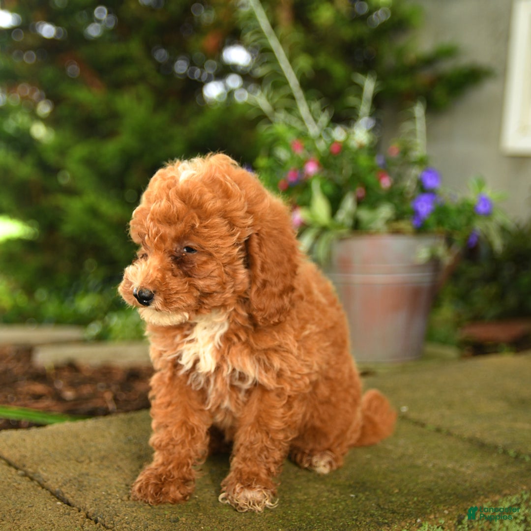 Miniature Poodle dogs for sale: Rascal - Image 1